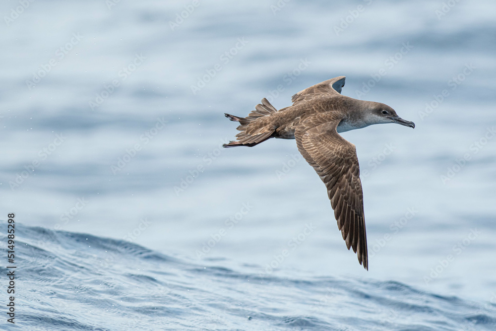 A balearic shearwater (Puffinus mauretanicus) flying in in the Mediterranean Sea and diving to get fish A balearic shearwater (Puffinus mauretanicus) flying in in the Mediterranean Sea and diving to get fish