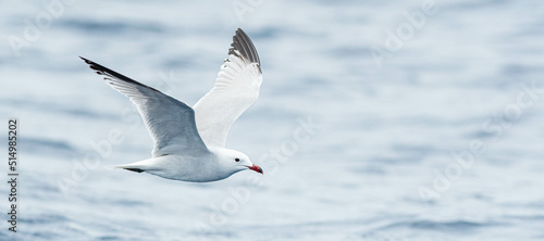 An Audouin's gull (Ichthyaetus audouinii) flying over the Mediterranean sea