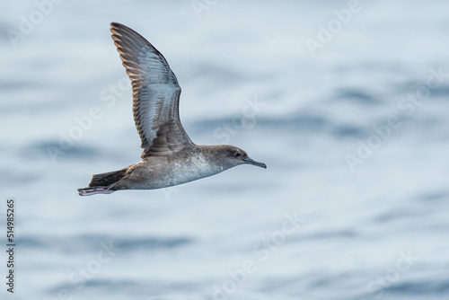 A balearic shearwater (Puffinus mauretanicus) flying in in the Mediterranean Sea and diving to get fish