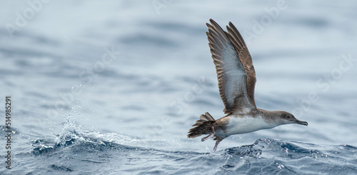 A balearic shearwater (Puffinus mauretanicus) flying in in the Mediterranean Sea and diving to get fish