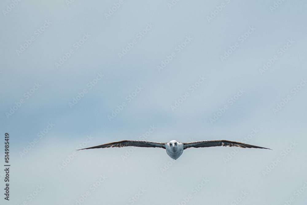 A northern gannet (Morus bassanus) flying over the Mediterranean sea, catching fish. A northern gannet (Morus bassanus) flying over the Mediterranean sea, catching fish.
