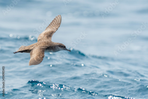 A balearic shearwater (Puffinus mauretanicus) flying in in the Mediterranean Sea and diving to get fish