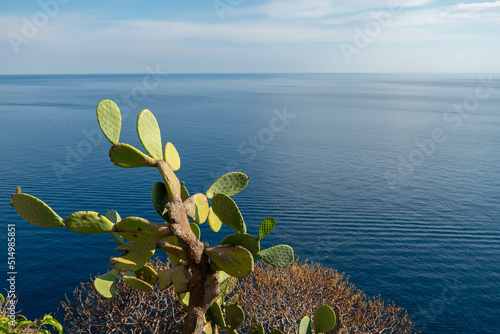 Foto Cactus plant and Mediterranean sea in background.