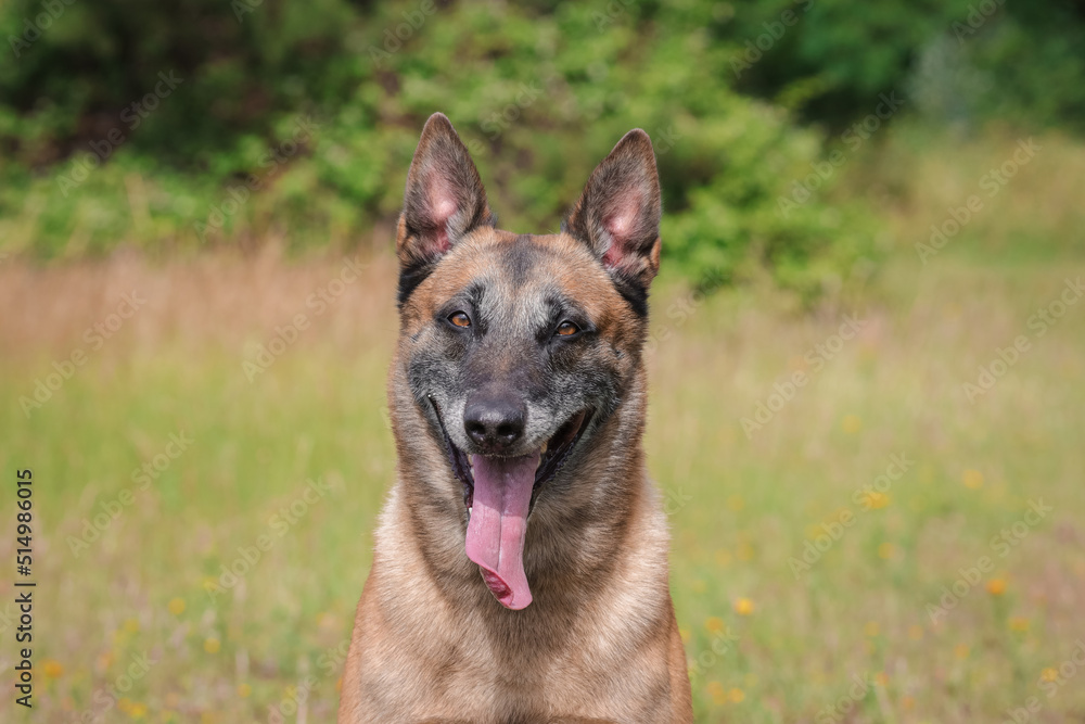 Chien de Berger Belge Malinois qui attend de jouer avec sa balle, entrainement de sport canin
dans le jeu