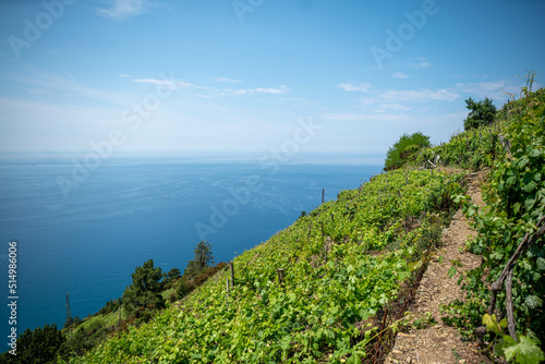 Tight Path between Vinery in 5 Terre, Italy. beautiful hiking Path at the Mediterranean Sea