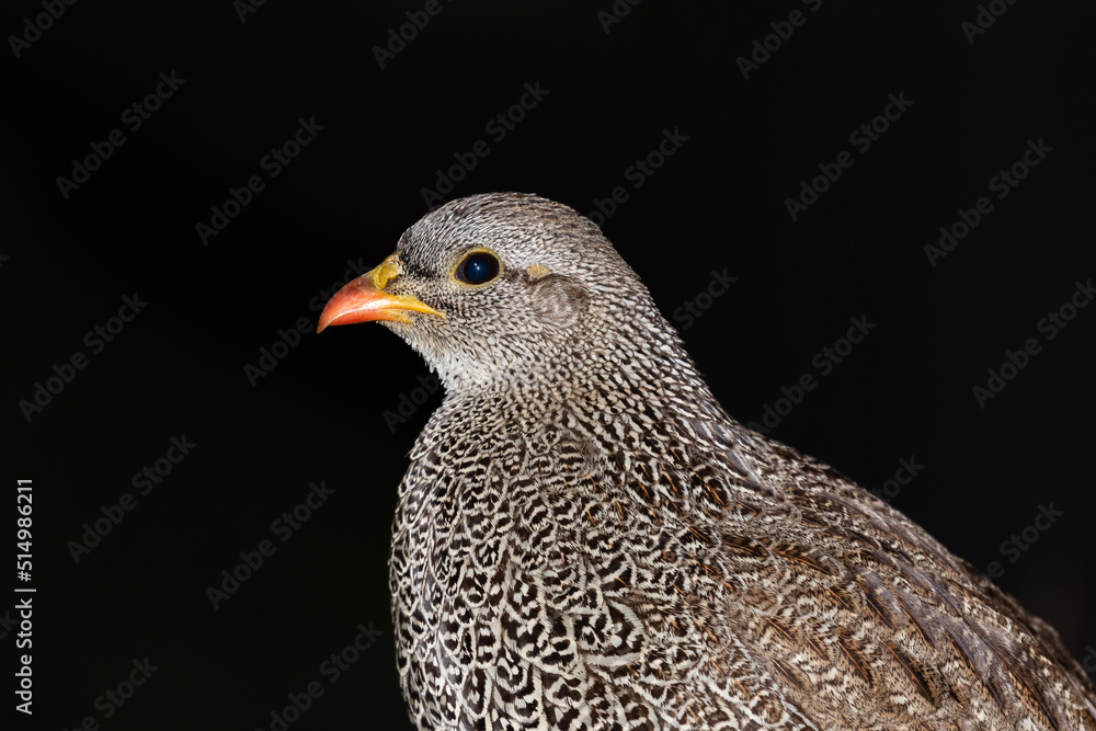 portrait of one Natal spurfowl against a black background portrait of one Natal spurfowl against a black background