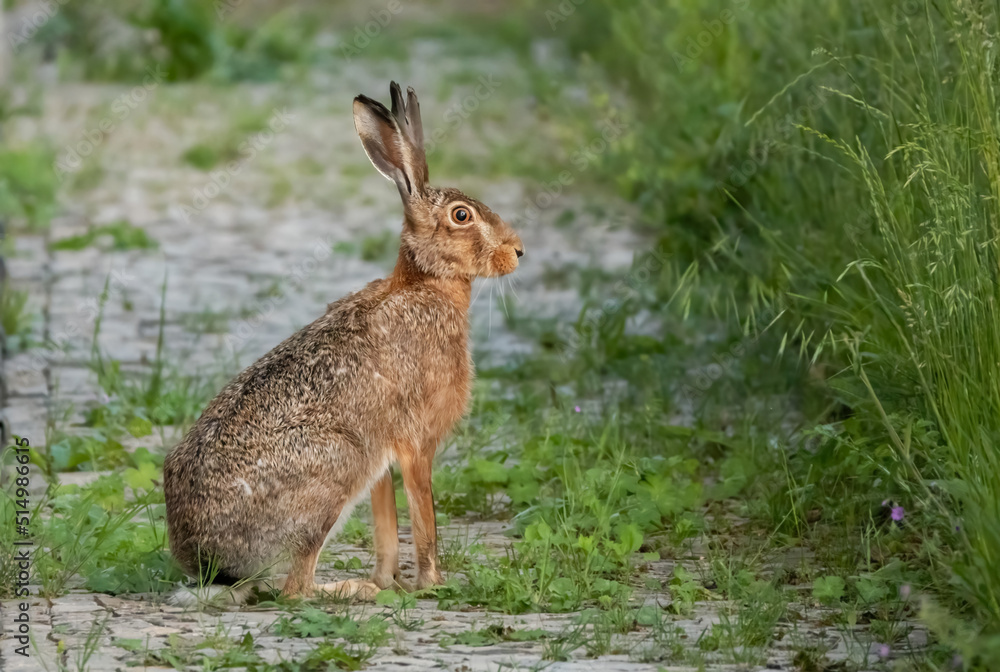 Fototapeta premium Feldhase im Gras