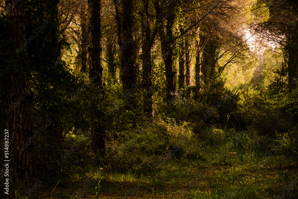 Fototapeta premium Morning sunlight penetrating into the forest.