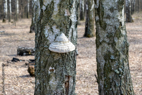Mushroom on the trunk of a birch tree. Agarikon,fomitopsis officinalis