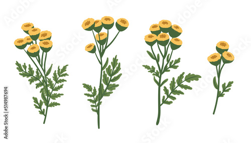 Wild tansy flowers set. Tanacetum vulgare. Flowering herbaceous medicinal plant, yellow herbs and flowers. Flat vector illustration isolated on white background