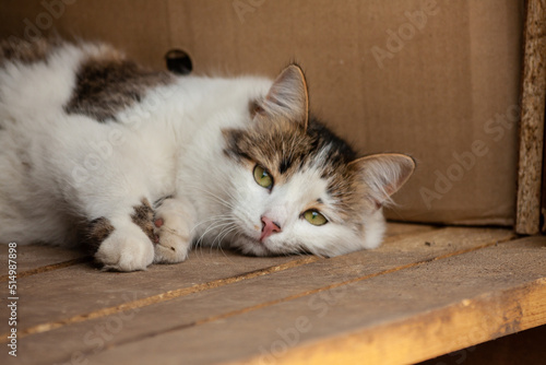 Wallpaper Mural Domestic cat lies asleep in a wooden room Torontodigital.ca