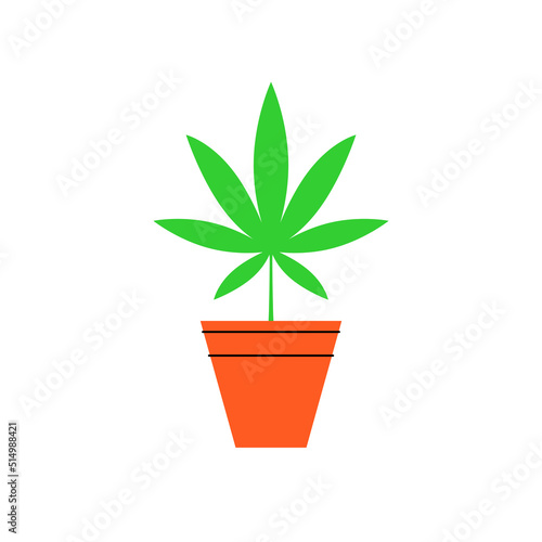 Marijuana in a pot. Bush of medical cannabis. Marijuana cultivation. Home cannabis farm.