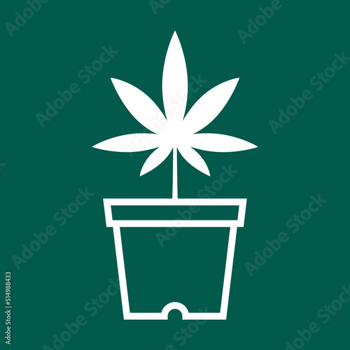 Marijuana in a pot. Bush of medical cannabis. Marijuana cultivation. Home cannabis farm.