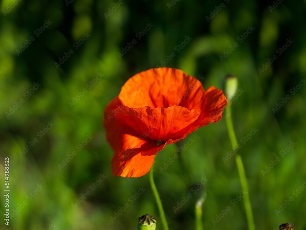 bright red poppy flower close-up on the background of green grass in the field bright red poppy flower close-up on the background of green grass in the field