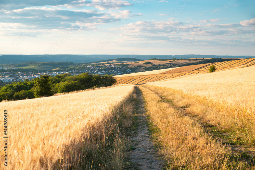 Fototapeta premium Field with cultivated barley Germany, harvest in the summer, agriculture for food, farmland on the countryside 