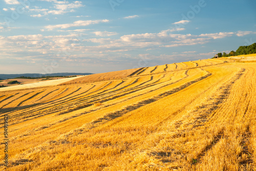 Field with cultivated barley Germany  harvest in the summer  agriculture for food  farmland on the countryside 