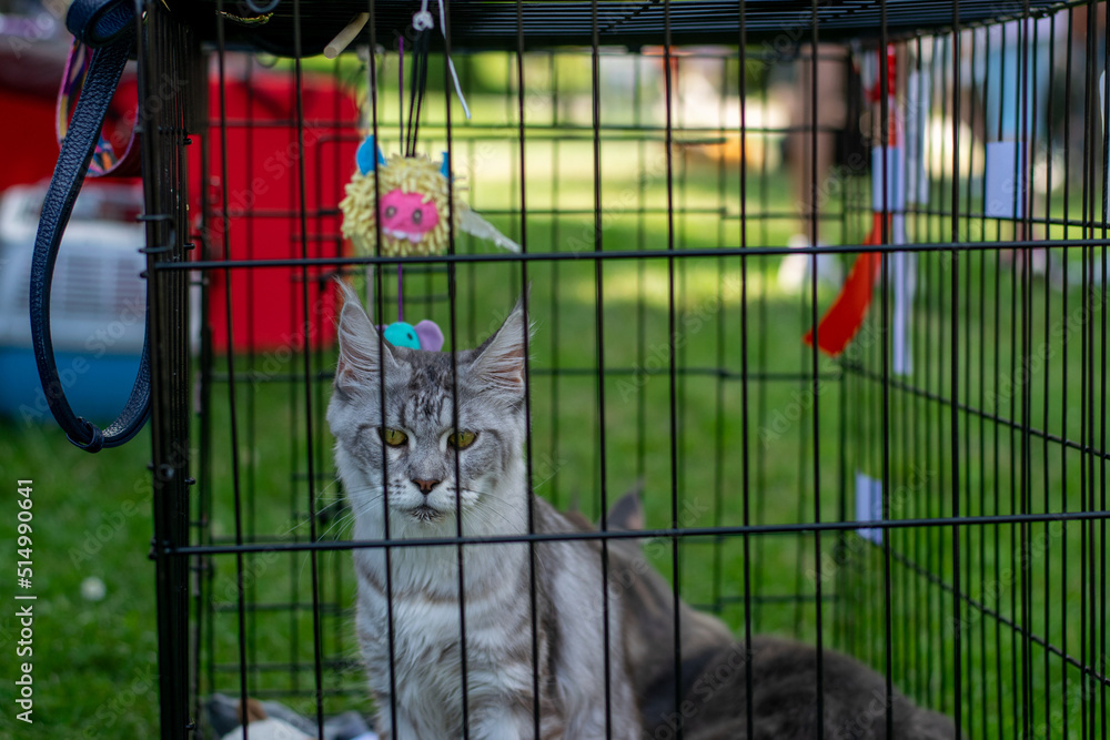 Maine Coon cat in a cage at cat competition on the grass Stock Photo