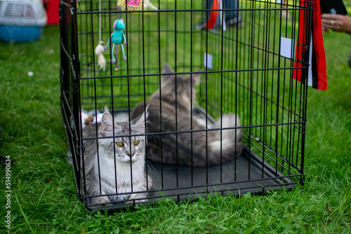 Wallpaper Mural Maine Coon cat in a cage at cat competition on the grass Torontodigital.ca