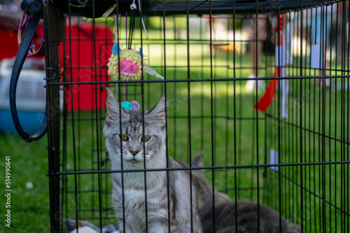 Wallpaper Mural Maine Coon cat in a cage at cat competition on the grass Torontodigital.ca