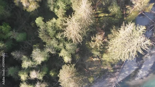 Top-down ariel drone shot of Washington National rainforest park. photo