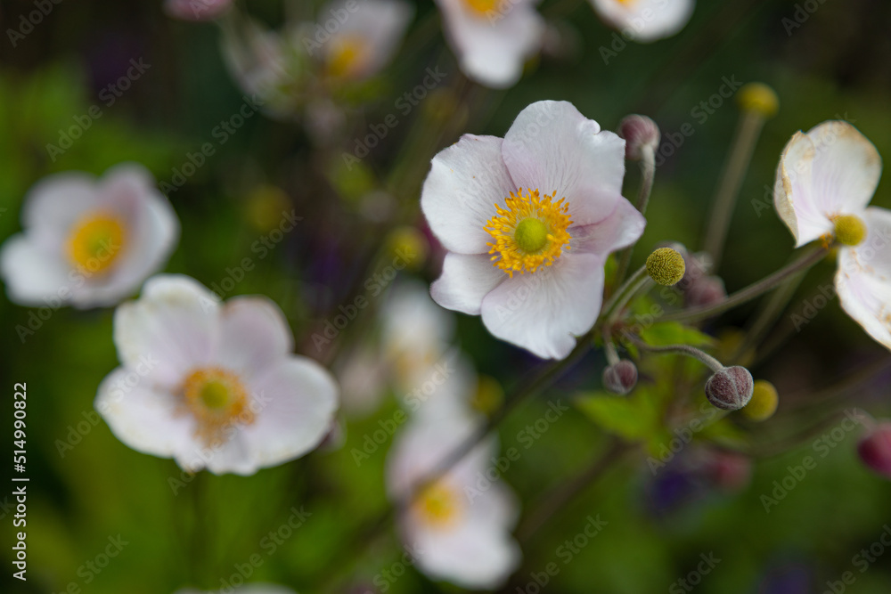 Close-up of a white Japanese anemone (anemone hupehensis) blossom in full bloom Close-up of a white Japanese anemone (anemone hupehensis) blossom in full bloom
