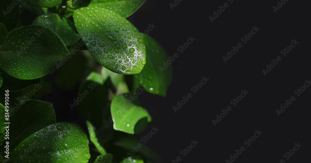 Fresh green leaves with dew drops closeup on dark background and copy space for ecology banner concept. Fresh green leaves with dew drops closeup on dark background and copy space for ecology banner concept.