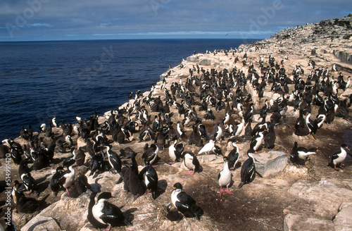 Cormoran impérial,.Leucocarbo atriceps, Imperial Shag Iles Falkland, Iles Malouines © JAG IMAGES