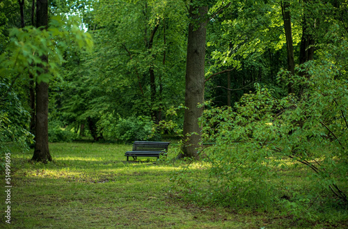 bench in the sumemr park photo