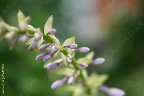 Close up photo of small pink flowers