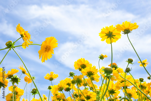 Beautiful sunny yellow flower Coreopsis grandiflora against a blue sky © lens7 