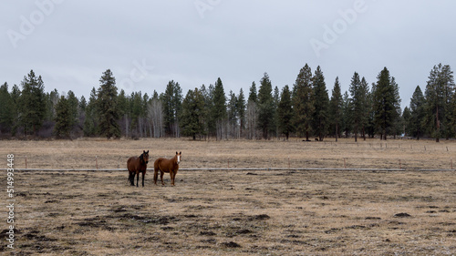 horses in a field © Robert