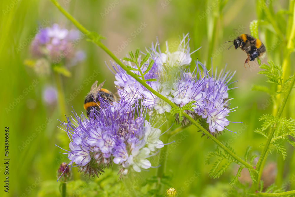 bee on a flower bee on a flower
