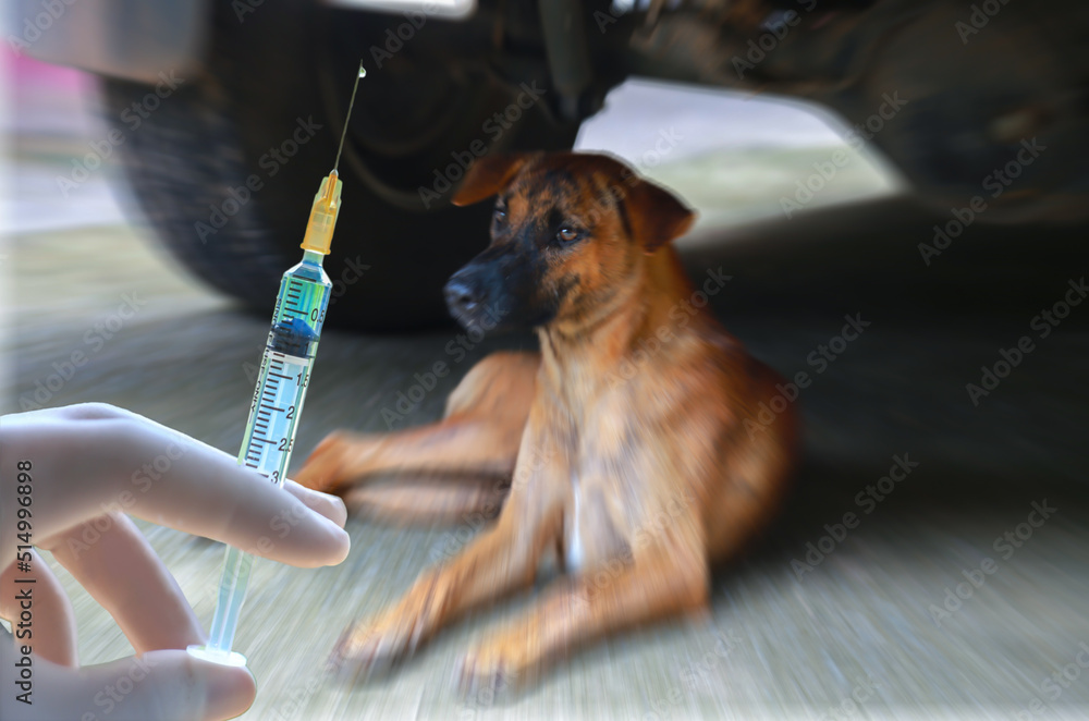 Where Do They Inject Rabies Shots In Dogs