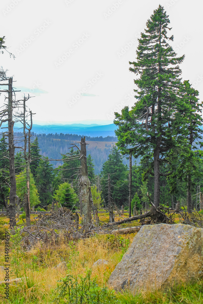 Forest dead fir trees at Brocken mountain peak Harz Germany. Forest dead fir trees at Brocken mountain peak Harz Germany.