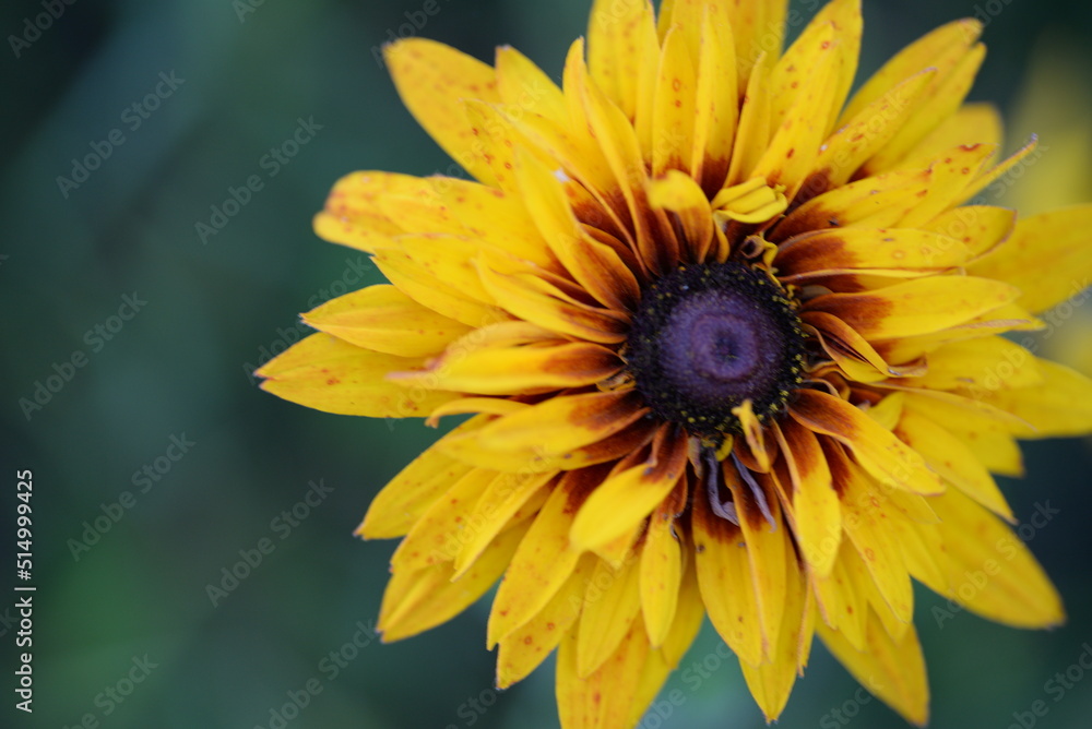yellow red flowers rudbeckia flower buds macro photography yellow red flowers rudbeckia flower buds macro photography