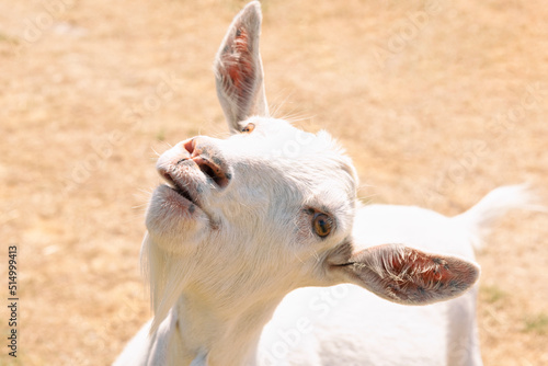 Close-up of a white goat