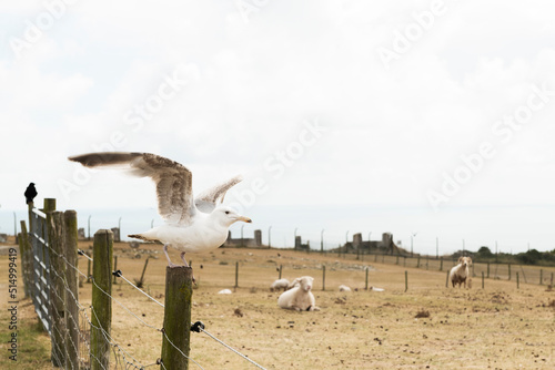 Seagull perching on the fence with sheep in the background photo