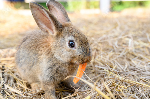 Cute rabbit bunny domestic pet eating carrot on hay. Rabbit farm.