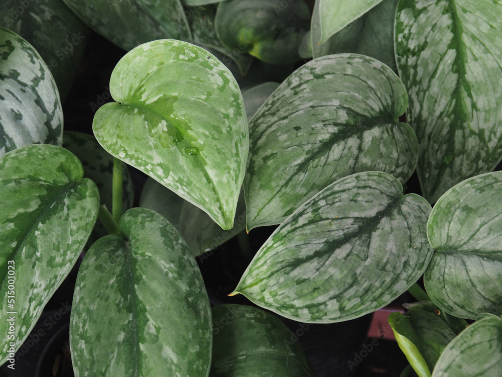 Obraz premium verigated plants and leafe decorate garden and home