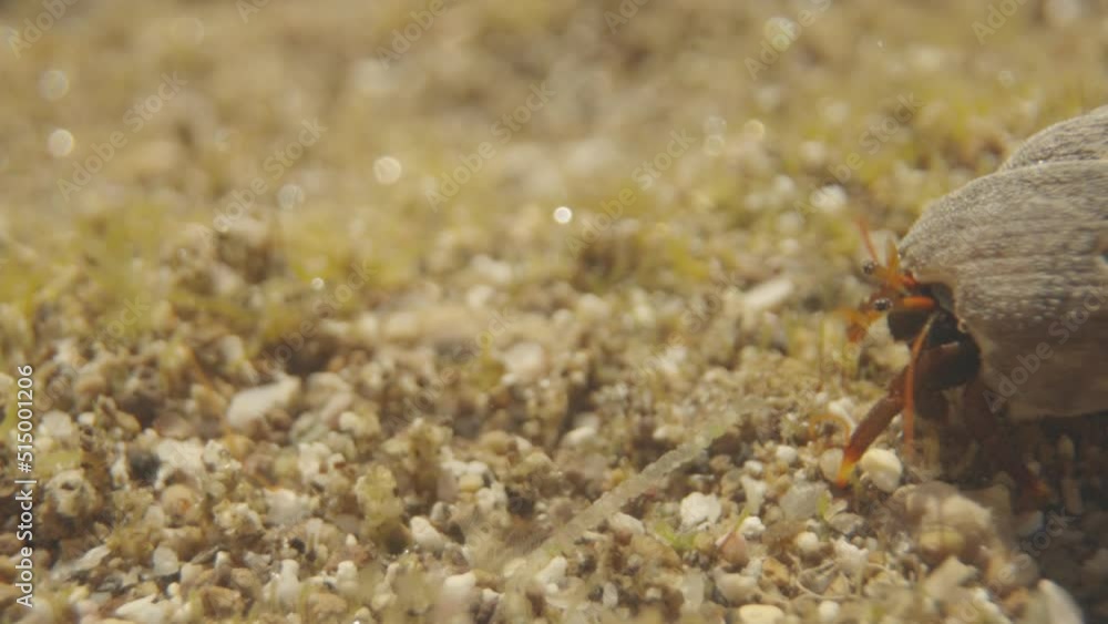 Close up of small crabs underwater Close up of small crabs underwater