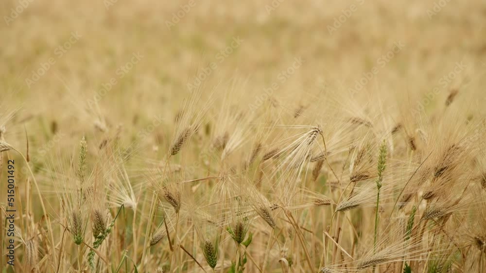 Barley crops ears in cultivated field Barley crops ears in cultivated field