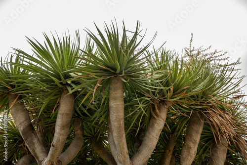 Canary islands dragon tree