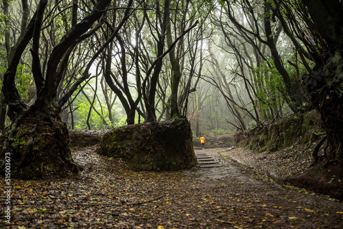 Rain forest in Anaga rural park, Canary islands photo