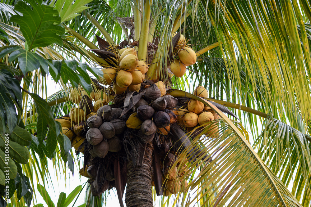 Fototapeta premium A bunch of ivory coconuts and rotten coconut on a coconut tree.