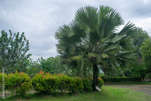 Fotobehang Exotic Palm Trees - The Bismarck Palm Tree - Bismarckia Nobilis Exotic Palm Trees in the garden
