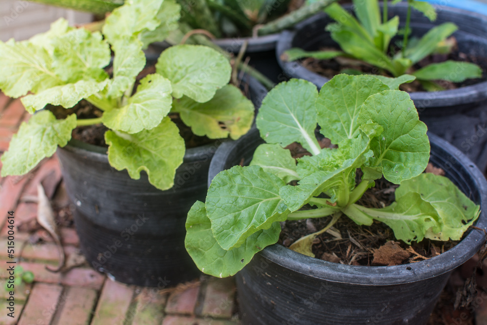 cabbage growing in the garden cabbage growing in the garden