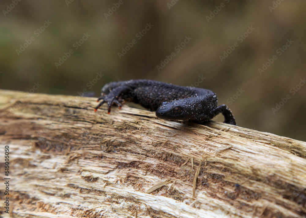 lizard on the ground lizard on the ground