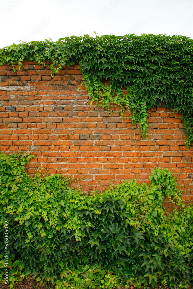 wall with greenery