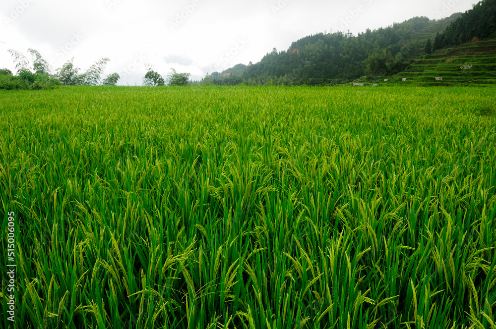 Mist hanging over the rice or cloud terraces and a small village of Yunhe County near Lishui city in Chaoshan located in Zhejiang province China. Mist hanging over the rice or cloud terraces and a small village of Yunhe County near Lishui city in Chaoshan located in Zhejiang province China.