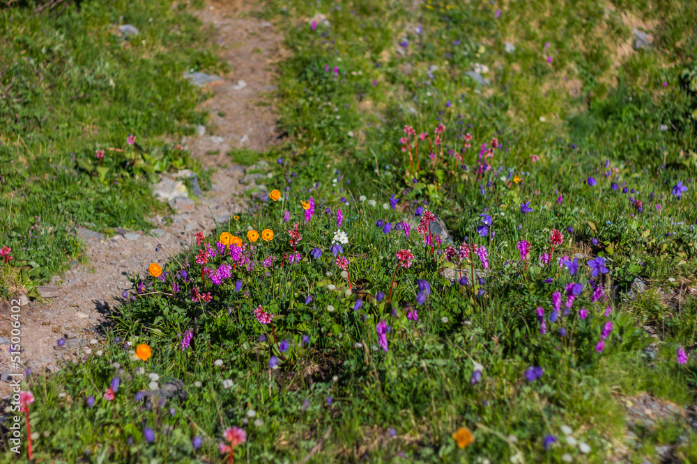 flowers in the forest